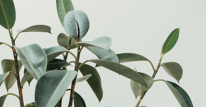 Health and Fitness Optimization